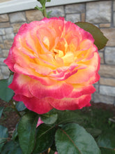 Load image into Gallery viewer, ~~CHICAGO PEACE~~Fully Grown Blooming Size Rose Bush Plant~~VERY RARE~~HTF~~
