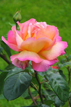 Load image into Gallery viewer, ~~CHICAGO PEACE~~Fully Grown Blooming Size Rose Bush Plant~~VERY RARE~~HTF~~
