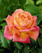 Load image into Gallery viewer, ~~CHICAGO PEACE~~Fully Grown Blooming Size Rose Bush Plant~~VERY RARE~~HTF~~
