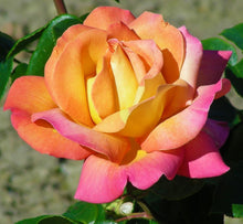 Load image into Gallery viewer, ~~CHICAGO PEACE~~Fully Grown Blooming Size Rose Bush Plant~~VERY RARE~~HTF~~
