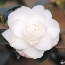 Load image into Gallery viewer, ***CHISATO-NO-AKI**** Bicolor Bloom Camellia Japonica-Live Starter Plant
