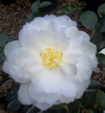 Load image into Gallery viewer, ***CHISATO-NO-AKI**** Bicolor Bloom Camellia Japonica-Live Starter Plant
