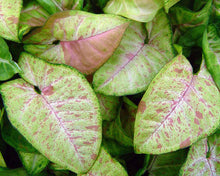 Load image into Gallery viewer, **CONFETTI SYNGONIUM* *Starter Plant* *AKA Arrowhead Plant* *Pink Splashed Leaves!!
