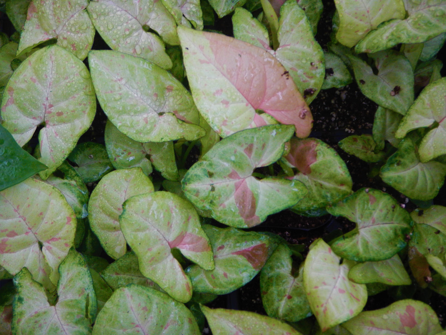 **CONFETTI SYNGONIUM* *Starter Plant* *AKA Arrowhead Plant* *Pink Splashed Leaves!!