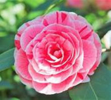 Load image into Gallery viewer, DAD&#39;S PINK**** Bicolor Bloom Camellia Japonica-Live Starter Plant
