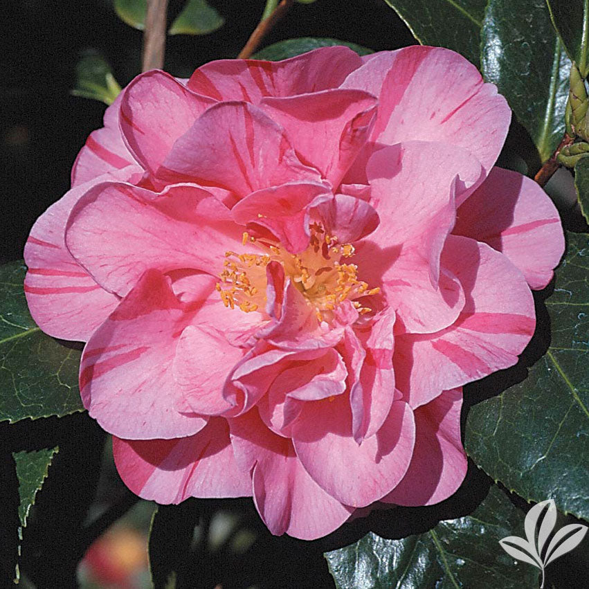 DAD'S PINK**** Bicolor Bloom Camellia Japonica-Live Starter Plant