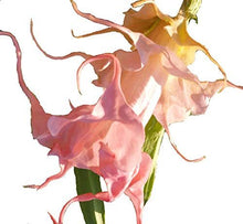 Load image into Gallery viewer, *DALENS AMOUR* Brugmansia Angels Trumpet Tropical Plant Fancy Triple Flower Pink
