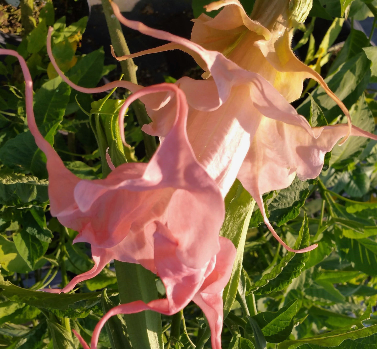 *DALENS AMOUR* Brugmansia Angels Trumpet Tropical Plant Fancy Triple Flower Pink