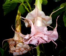 Load image into Gallery viewer, *DALENS AMOUR* Brugmansia Angels Trumpet Tropical Plant Fancy Triple Flower Pink
