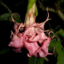 Load image into Gallery viewer, *DALENS AMOUR* Brugmansia Angels Trumpet Tropical Plant Fancy Triple Flower Pink
