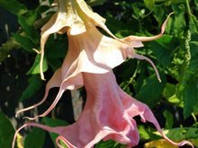 Load image into Gallery viewer, *DALENS AMOUR* Brugmansia Angels Trumpet Tropical Plant Fancy Triple Flower Pink
