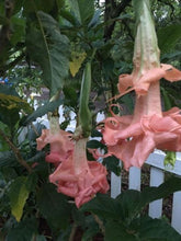 Load image into Gallery viewer, *DALENS AMOUR* Brugmansia Angels Trumpet Tropical Plant Fancy Triple Flower Pink
