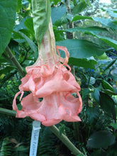 Load image into Gallery viewer, *DALENS AMOUR* Brugmansia Angels Trumpet Tropical Plant Fancy Triple Flower Pink
