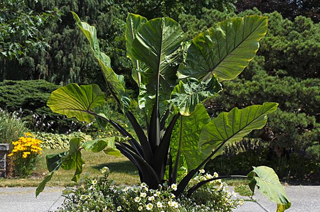 DARK STAR** ELEPHANT EAR **Alocasia** Rooted Starter Plants