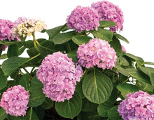 Load image into Gallery viewer, ***DOUBLE DOWN* **Hydrangea Macrophylla Starter Plant
