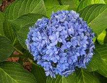 Load image into Gallery viewer, ***DOUBLE DOWN* **Hydrangea Macrophylla Starter Plant
