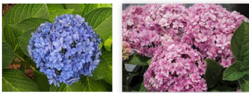 ***DOUBLE DOWN* **Hydrangea Macrophylla Starter Plant