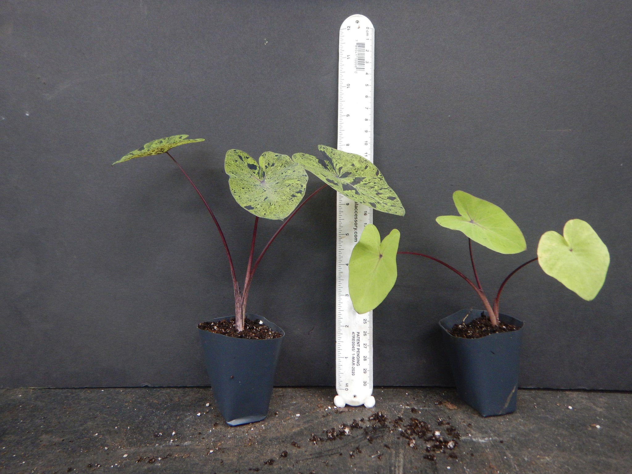 Elephant Ear Live Plant Mojito (Colocasia Esculenta) - PPAF Certified In A  3-Inch Pot Elephant Ear Bulbs For Planting Outdoor