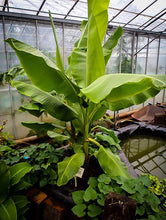 Load image into Gallery viewer, Musa - DWARF GREEN - Live Banana Tree-Ships in Pot-USA Seller-
