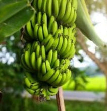 Load image into Gallery viewer, Musa - DWARF GREEN - Live Banana Tree-Ships in Pot-USA Seller-
