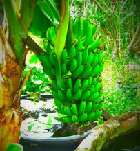 Load image into Gallery viewer, Musa - DWARF GREEN - Live Banana Tree-Ships in Pot-USA Seller-
