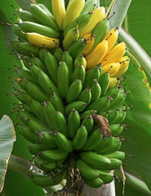 Load image into Gallery viewer, Musa - DWARF GREEN - Live Banana Tree-Ships in Pot-USA Seller-
