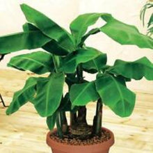 Load image into Gallery viewer, Musa - DWARF GREEN - Live Banana Tree-Ships in Pot-USA Seller-
