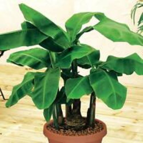 Musa - DWARF GREEN - Live Banana Tree-Ships in Pot-USA Seller-