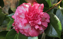 Load image into Gallery viewer, ****DAIKAGURA**** Bicolor Bloom Camellia Japonica-Live Starter Plant
