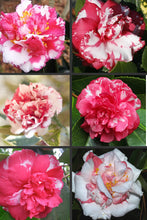 Load image into Gallery viewer, ****DAIKAGURA**** Bicolor Bloom Camellia Japonica-Live Starter Plant
