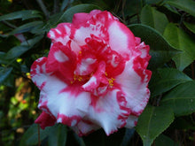 Load image into Gallery viewer, ****DAIKAGURA**** Bicolor Bloom Camellia Japonica-Live Starter Plant
