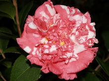 Load image into Gallery viewer, ****DAIKAGURA**** Bicolor Bloom Camellia Japonica-Live Starter Plant
