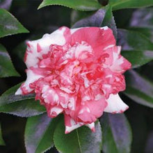 Load image into Gallery viewer, ****DAIKAGURA**** Bicolor Bloom Camellia Japonica-Live Starter Plant
