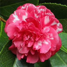 Load image into Gallery viewer, ****DAIKAGURA**** Bicolor Bloom Camellia Japonica-Live Starter Plant
