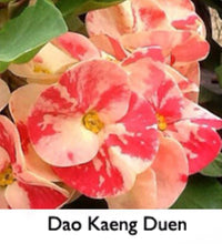Load image into Gallery viewer, ~~DAO KAENG DUEN~~Crown Of Thorns-Euphorbia Milii~~CHRIST PLANT~~STARTER PLANT
