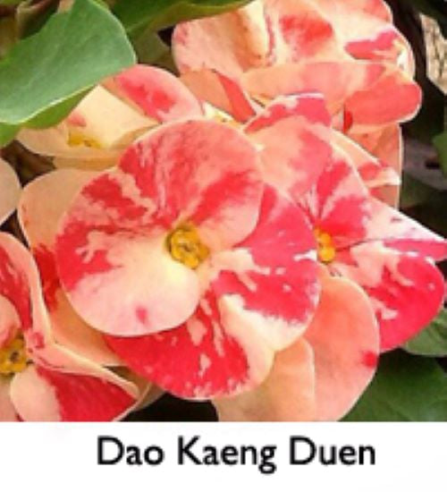 ~~DAO KAENG DUEN~~Crown Of Thorns-Euphorbia Milii~~CHRIST PLANT~~STARTER PLANT