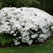 Load image into Gallery viewer, ~DELAWARE VALLEY WHITE~~Azalea Rhododendron Deciduous Starter Plant~~PURE WHITE
