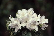 Load image into Gallery viewer, ~DELAWARE VALLEY WHITE~~Azalea Rhododendron Deciduous Starter Plant~~PURE WHITE
