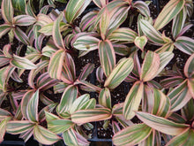 Load image into Gallery viewer, **ELECTRA** Cordyline Terminalis Hawaiian Ti Plant**AKA Good Luck Plants
