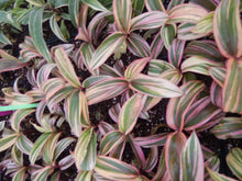 Load image into Gallery viewer, **ELECTRA** Cordyline Terminalis Hawaiian Ti Plant**AKA Good Luck Plants
