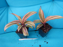 Load image into Gallery viewer, **ELECTRA** Cordyline Terminalis Hawaiian Ti Plant**AKA Good Luck Plants
