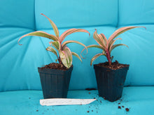 Load image into Gallery viewer, **ELECTRA** Cordyline Terminalis Hawaiian Ti Plant**AKA Good Luck Plants
