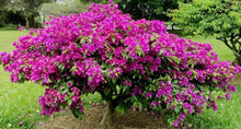 Load image into Gallery viewer, **ELIZABETH ANGUS**Live Bougainvillea Well Rooted Starter Plant
