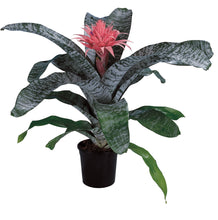 Load image into Gallery viewer, ***Aechma Fasiata Bromeliad* **AKA Silver King or Silver Vase***
