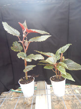 Load image into Gallery viewer, ***BENIGO PINK*** Angel Wing Begonia  Rooted Starter Plant
