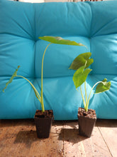 Load image into Gallery viewer, *BORNEO GIANT* Huge ELEPHANT EAR Taro Alocasia Macrorrhiza Rooted Starter Plants
