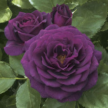 Load image into Gallery viewer, ~~EBB TIDE~~Fully Grown Blooming Size Rose Bush Plant~~VERY RARE~~HTF~~
