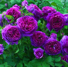 Load image into Gallery viewer, ~~EBB TIDE~~Fully Grown Blooming Size Rose Bush Plant~~VERY RARE~~HTF~~
