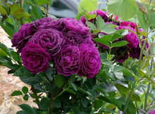 Load image into Gallery viewer, ~~EBB TIDE~~Fully Grown Blooming Size Rose Bush Plant~~VERY RARE~~HTF~~
