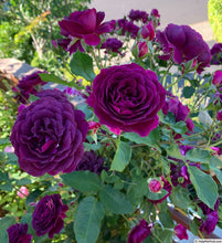 Load image into Gallery viewer, ~~EBB TIDE~~Fully Grown Blooming Size Rose Bush Plant~~VERY RARE~~HTF~~
